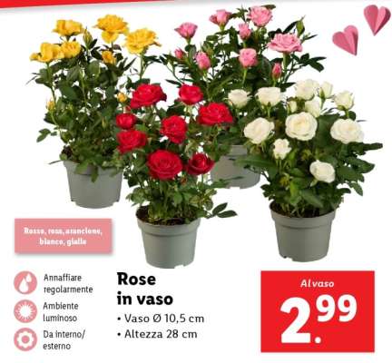 Rose in vaso