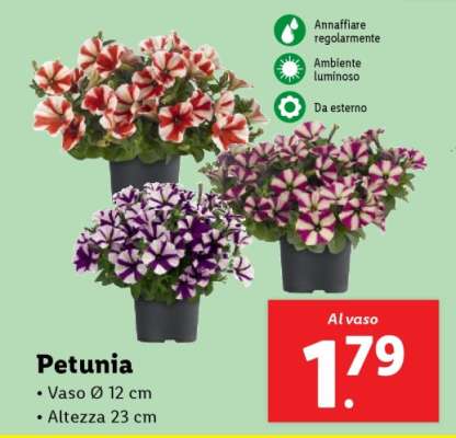 Petunia