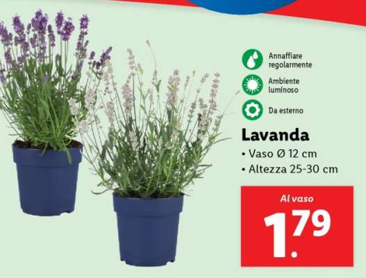 Lavanda